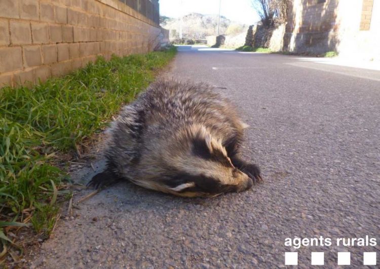 Els Agents Rurals recullen un teixó mort a Balaguer