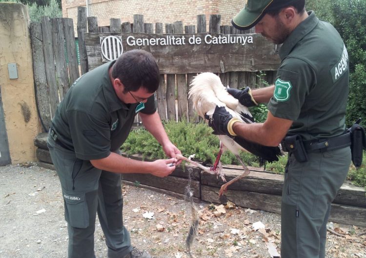 Rescat d’una cigonya a Balaguer