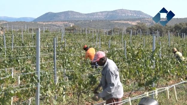 Costers del Sió inicia la verema 2018 amb la collita de la varietat Chardonnay