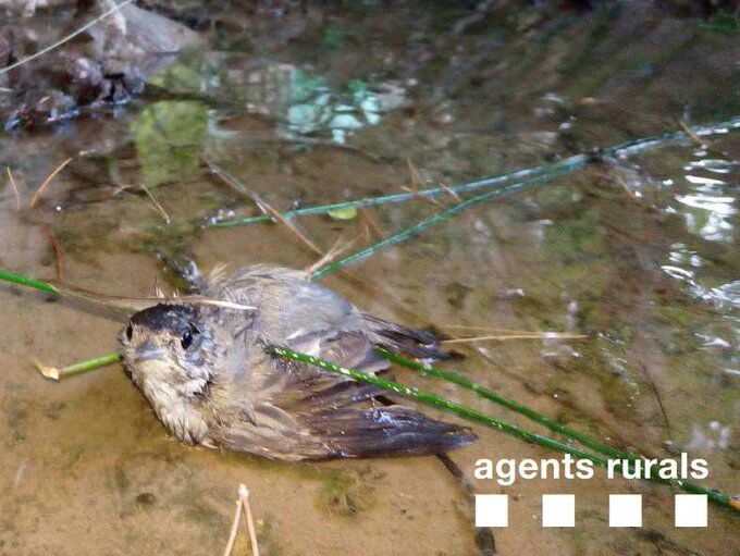 Els Agents Rurals denuncien un veí de Balaguer per caçar amb branquillons untats de vesc