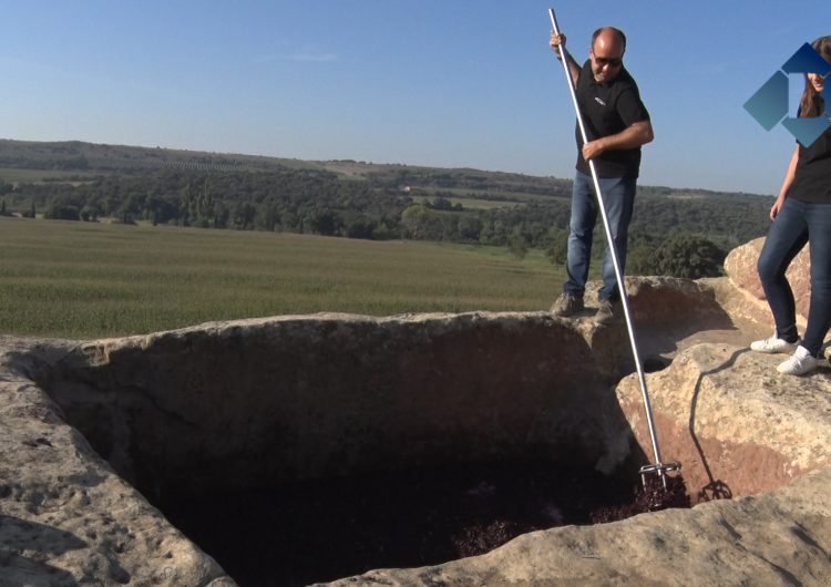 Costers del Sió inicia la vinificació del vi de trull “Finca Sios” als cups de pedra del segle XI