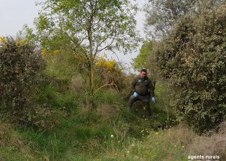 Troben un gos mort amagat en una zona forestal de Balaguer i denuncien el seu propietari