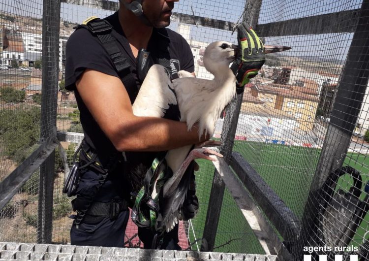 Rescaten set cigonyes atrapades al camp de futbol de Balaguer