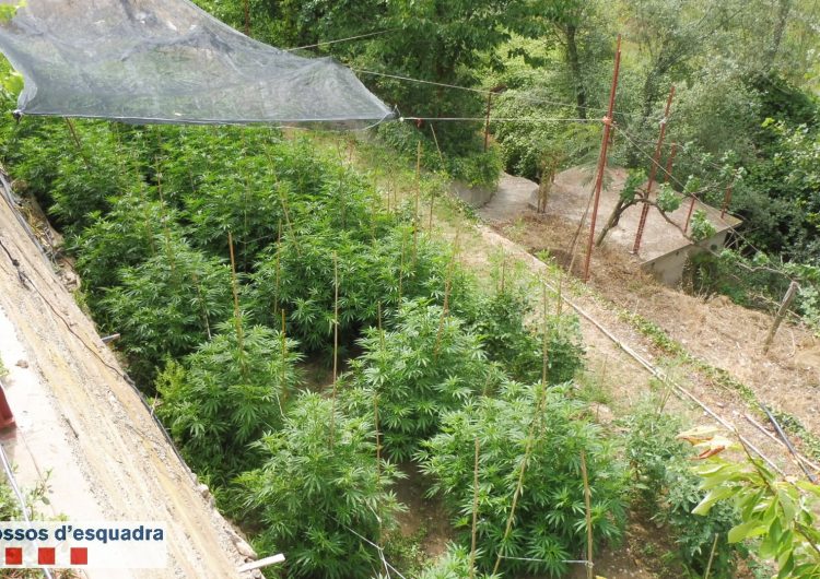 Els Mossos detenen dues persones acusades de cultivar marihuana en dos habitatges de la Noguera