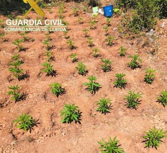 Localitzada una plantació amb més de 2.400 plantes de marihuana a Os de Balaguer