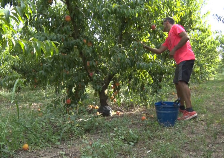 Bona campanya de la fruita de pinyol a la Noguera