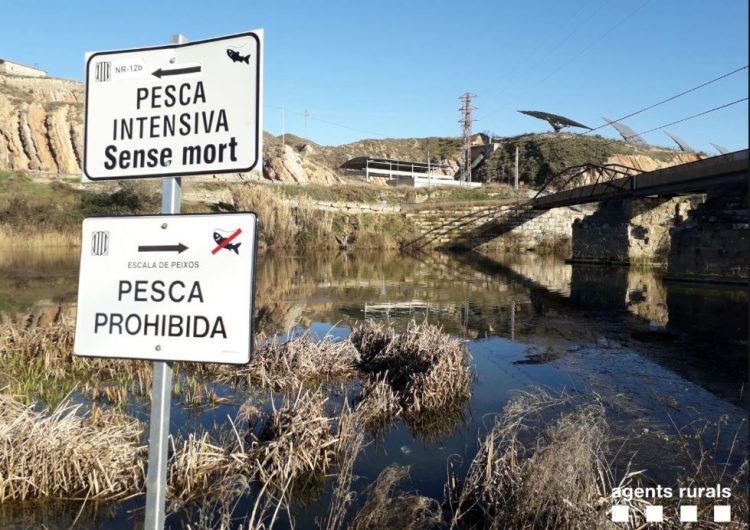 Denuncien tres persones per pescar en aigües prohibides a Ivars de Noguera