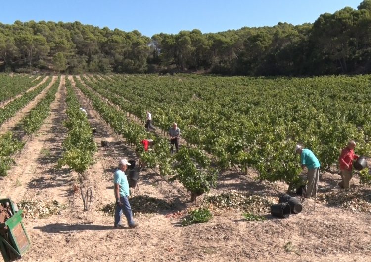 Comença la verema del Monestir de les Avellanes