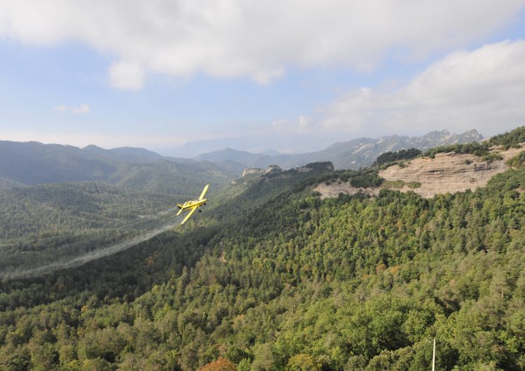 Comença la campanya de tractaments aeris per al control de la processionària del pi