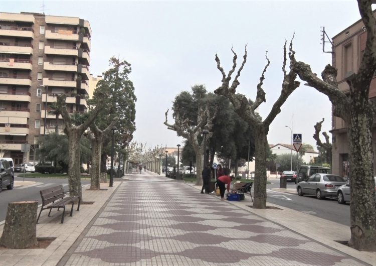 La Paeria de Balaguer saneja els arbres plataners que presentaven diverses patologies