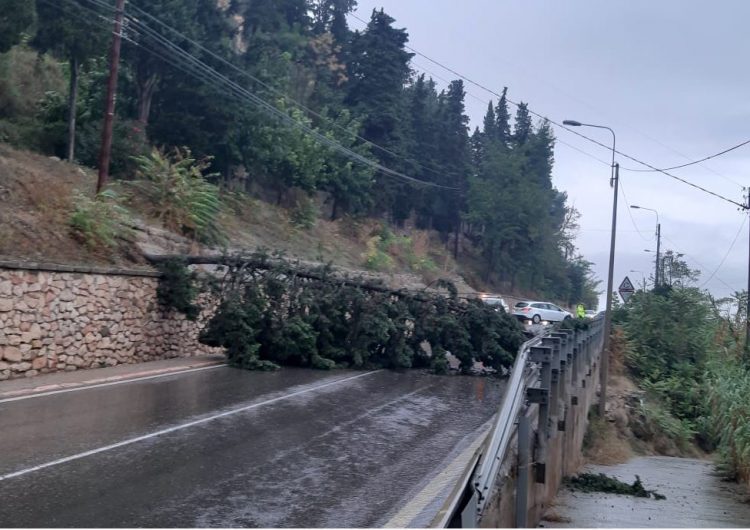 Tall a la carretera C-12 per la caiguda d’un arbre