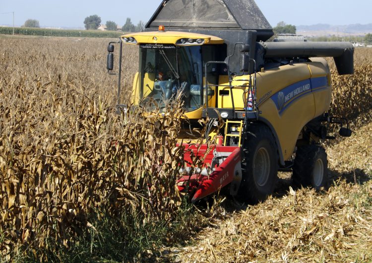 Cau entre 30 i un 40% la producció de panís a Ponent pels pics de calor de l’estiu i l’aranya roja