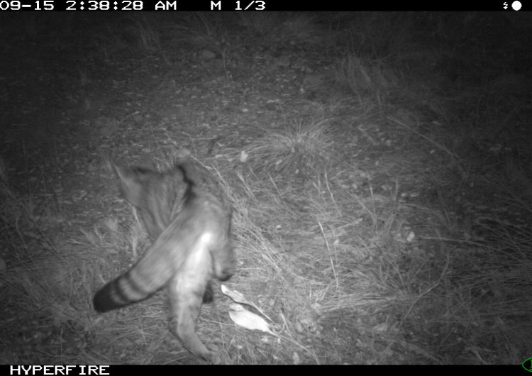S’observa un gat salvatge a l’espai natural de la Serra Llarga-Secans de la Noguera