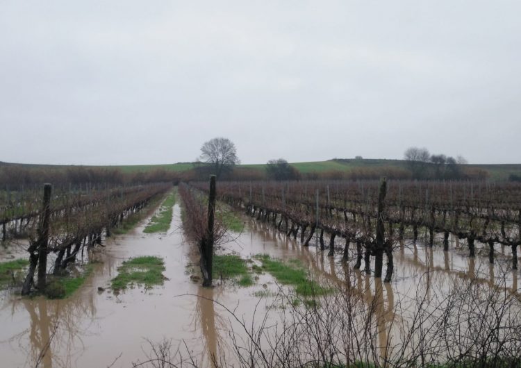 El temporal afecta diversos camps de conreu, vinyes i fruiters a Menàrguens