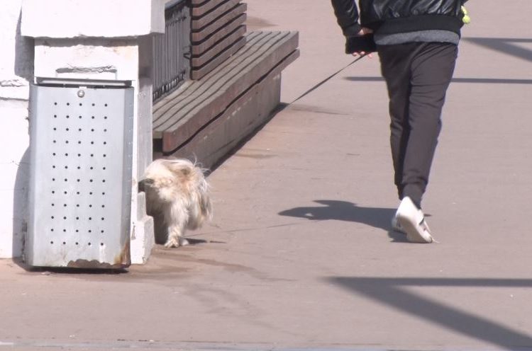 Balaguer preveu obligar a netejar la orina dels animals domèstics a la via pública