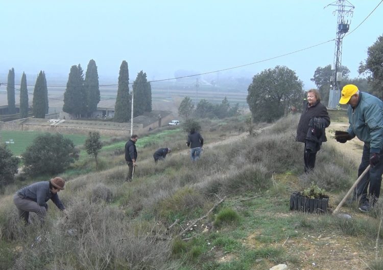 Reforestació a Montgai a través del projecte de Boira Experience