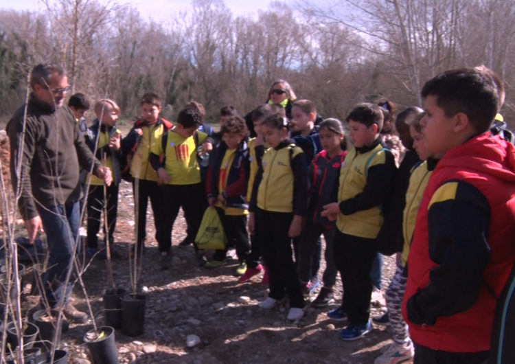 Els escolars de Balaguer fan la plantada de l’arbre a Les Franqueses