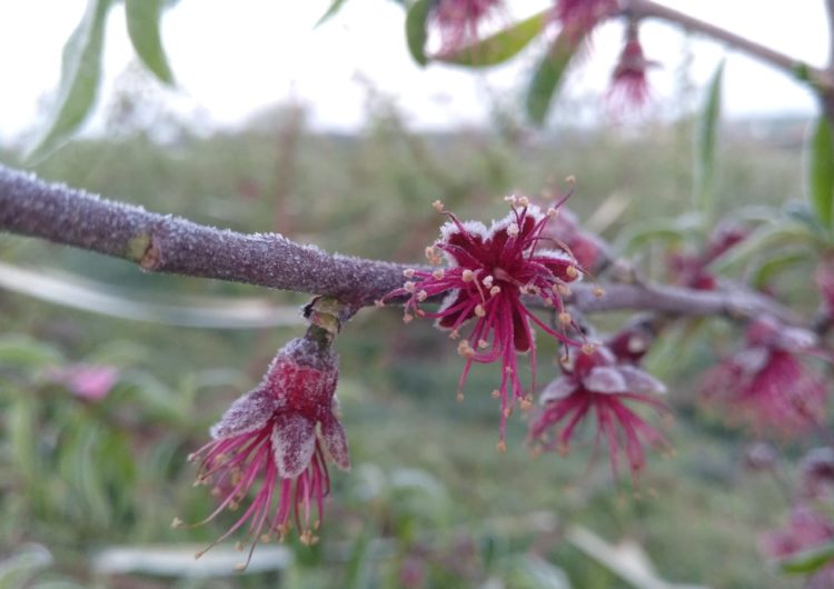 La gelada que s’ha registrat la darrera nit posa en alerta els productors de fruita dolça lleidatans