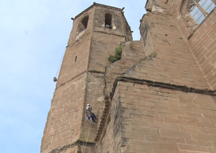 Un escalador neteja la vegetació de la façana de l’església de Santa Maria