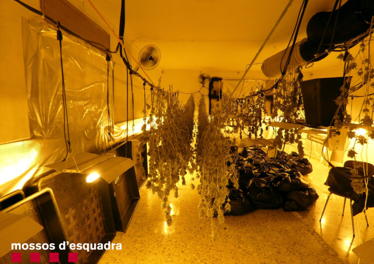 Els mossos detenen un home a Térmens per cultivar 300 plantes de marihuana