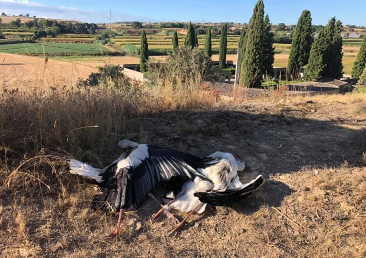 Apareixen dues cigonyes mortes a Montgai