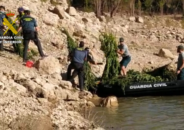 A presó els cinc detinguts per cultivar més de 3.000 plantes de marihuana al costat del pantà de Camarasa