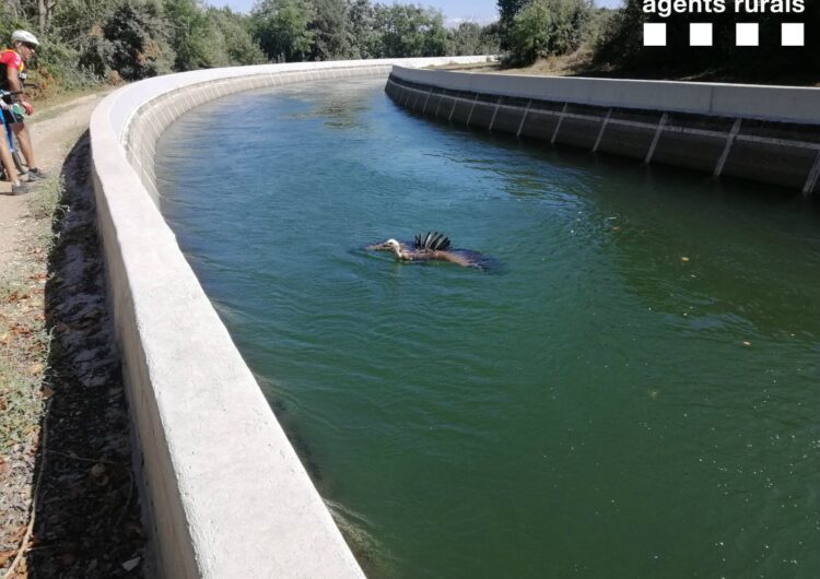 Capturen un voltor del canal d’Urgell al seu pas per Preixens