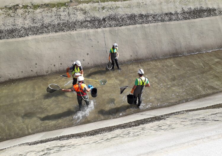 Endesa inicia amb el rescat de peixos el buidatge biennal del canal de Balaguer per fer treballs de manteniment i millora