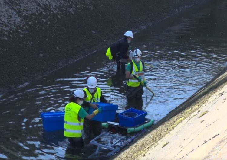 Endesa inicia amb el rescat de peixos el buidatge biennal dels canals de Balaguer, Térmens, Lleida i Seròs