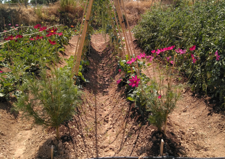 El Departament d’Agricultura aposta per la conservació de la biodiversitat cultivada