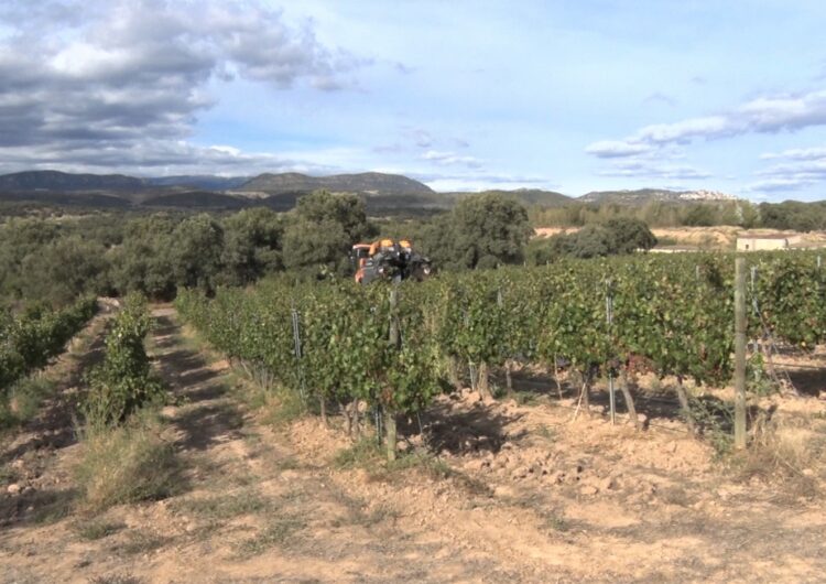 El Celler Costers del Sió finalitza la verema d’enguany