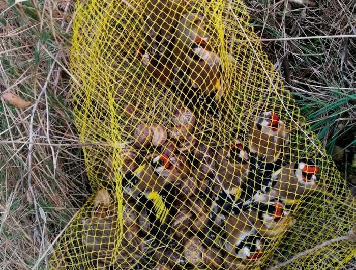 Els Agents Rurals intensifiquen la pressió contra diversos grups que capturaven ocells fringíl·lids