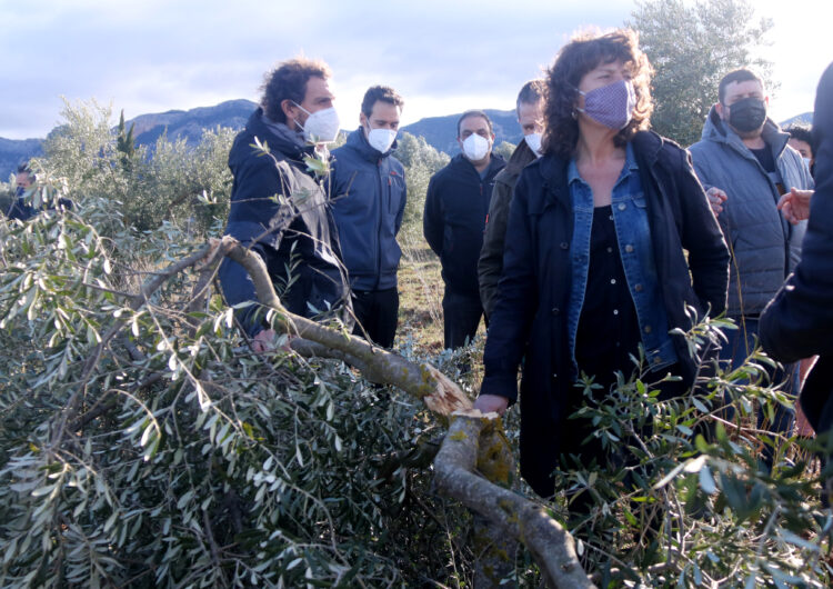 Agricultura comença a avaluar els danys a les oliveres provocats pel temporal Filomena