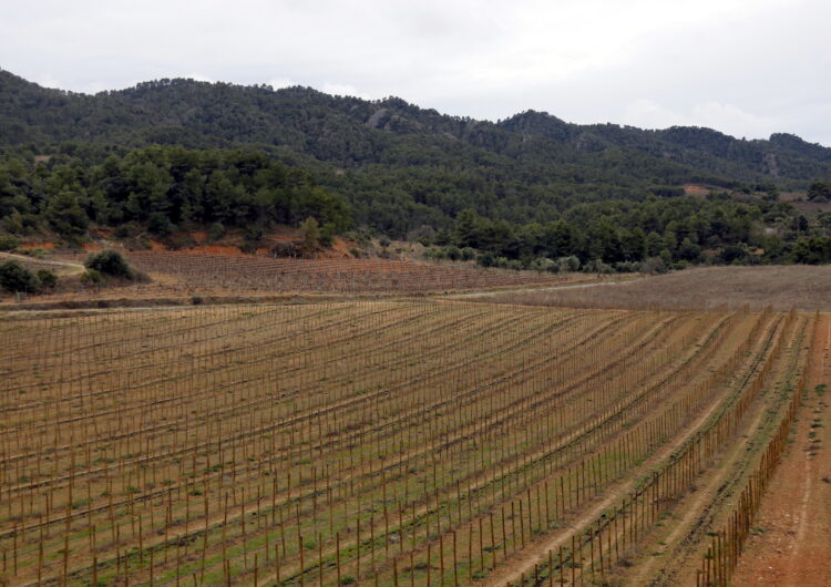 Els projectes de centrals eòliques i solars topen amb l’oposició de cellers i de comunitats de reg de Ponent