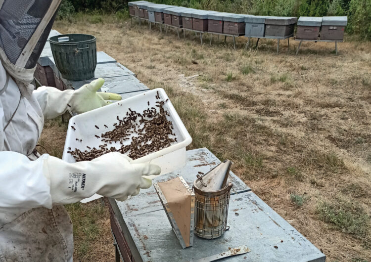 Un estudi pioner a Catalunya mostra que alimentar les abelles amb fongs pot millorar la seva salut