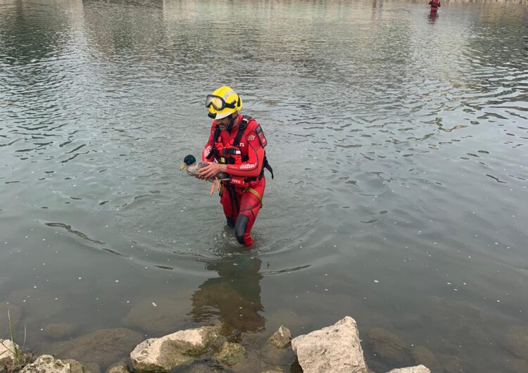 Els bombers de Balaguer rescaten un ànec al riu Segre enganxat a un ham