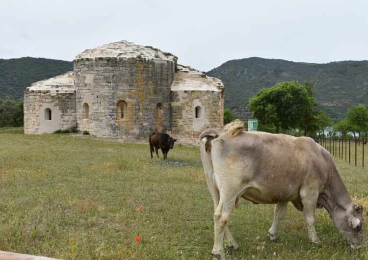 Una quinzena de vaques ocupen un monestir de la Noguera restaurat per la Generalitat i l’Ajuntament d’Os de Balaguer