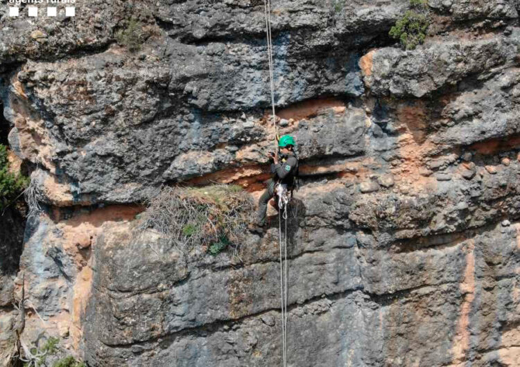 Els Agents Rurals desmantellen al Montsec una instal·lació d’slackline que passava per sobre d’un niu d’àliga cuabarrada