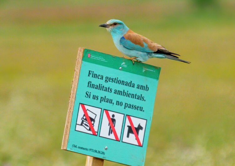 Optimisme per a les aus estepàries de la plana de Lleida