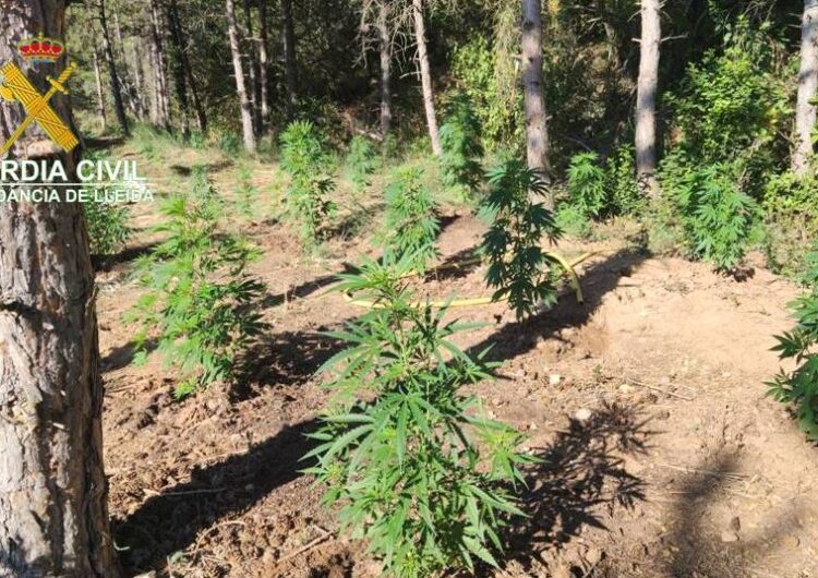 Localitzen un cultiu de 2.000 plantes de marihuana en un barranc prop del pantà de Santa Anna, a la Noguera
