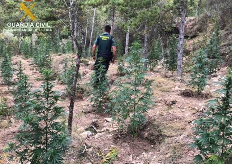 Localitzen 1.500 plantes de marihuana en un barranc prop del pantà de Santa Ana