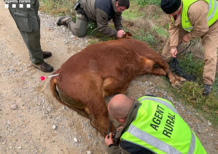 Els Agents Rurals capturen els 14 vedells escapats d’una granja a Algerri