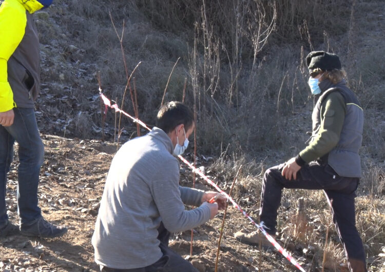 L’Ajuntament de Montgai planta una vintena de vimeteres