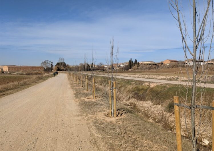 Plantació de 100 àlbers a l’entorn del canal d’Urgell al seu pas per Vallfogona de Balaguer