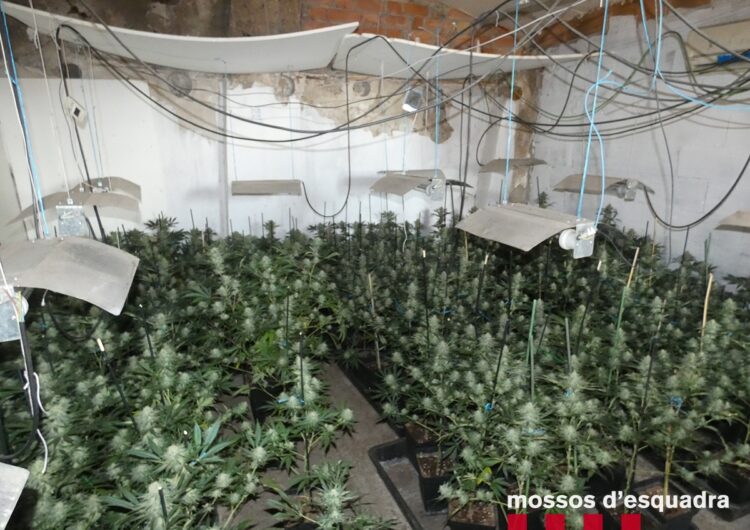 Els Mossos d’Esquadra detenen un home per cultivar 203 plantes de marihuana en un pis de Balaguer