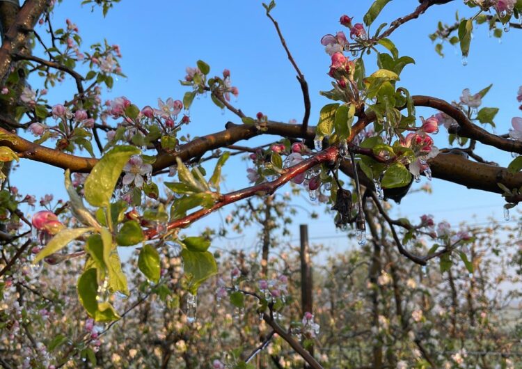 Una tercera nit consecutiva de gelades a Ponent acaba de malmetre la fruita que s’havia salvat