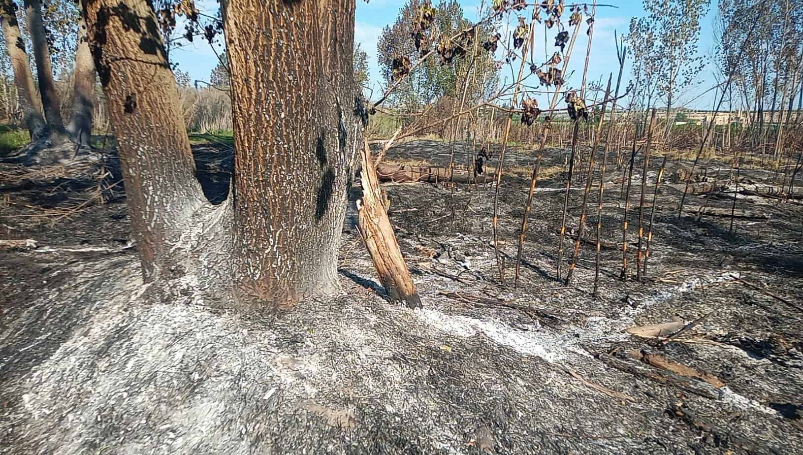 El Departament d’Acció Climàtica alerta de l’elevat perill d’incendi forestal des d’avui fins dilluns