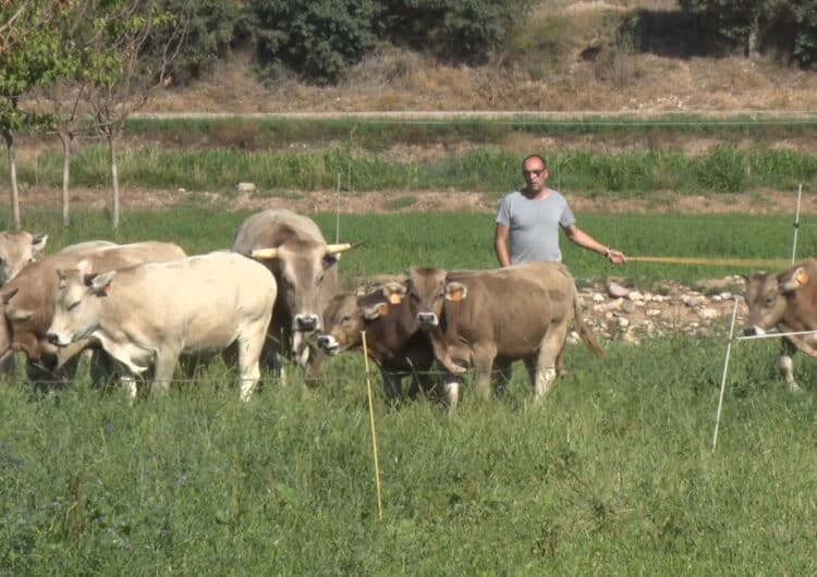 La Vaca Vegana trasllada la pastura d’alta muntanya a la comarca de la Noguera