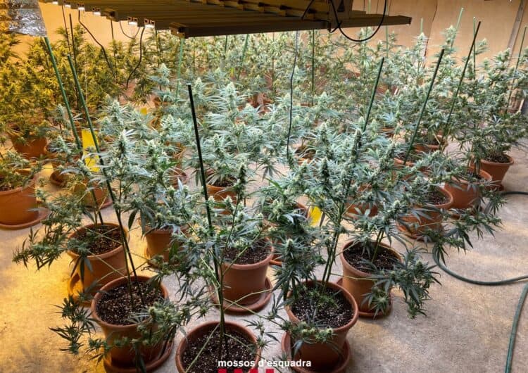 Els Mossos d’Esquadra detenen un home a la Noguera per cultivar marihuana