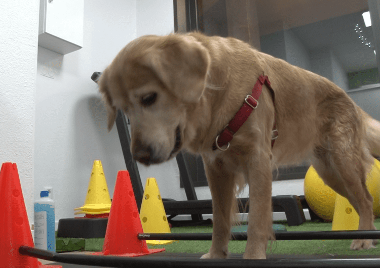 La fisioteràpia canina agafa força